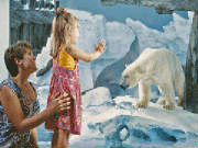 Artic salvaje en Orlando SeaWorld