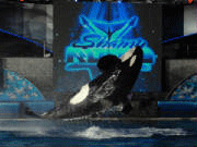 Rocas de Shamu en Orlando SeaWorld